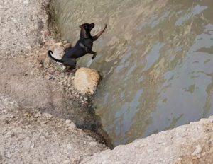 Perro saltando al agua en poza del río Chícamo en el Cajel en Abanilla por Comunidad Biker MTB
