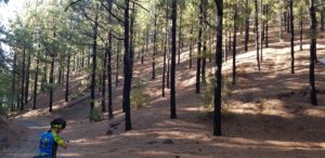 Bosque de pinos quemados sin vegetación en Santiago del Teide por Comunidad Biker MTB