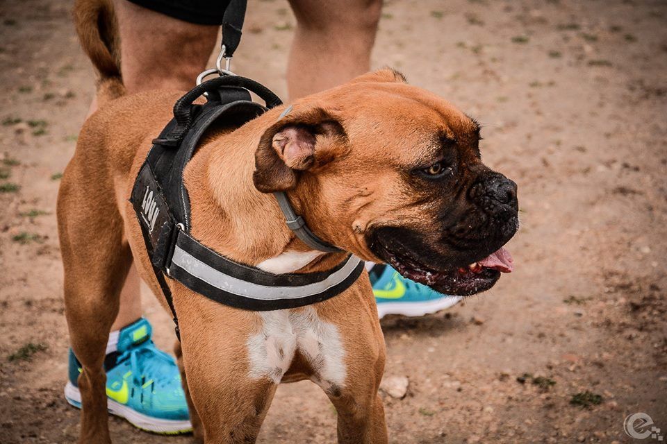 Crónica V Canicross Solidario «Corre con tu perro», 4 patas Jumilla