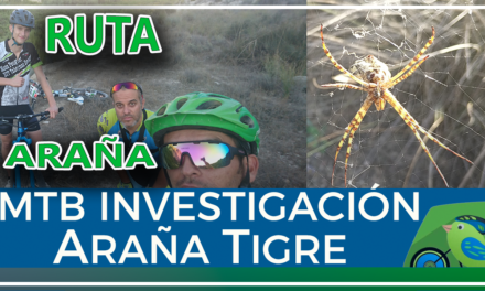 Vídeo | Araña tigre cazando saltamontes en MTB investigación Rambla Salada